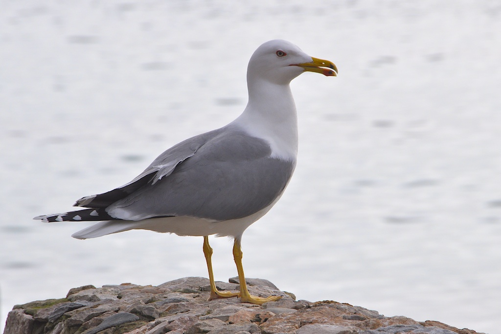 Möve