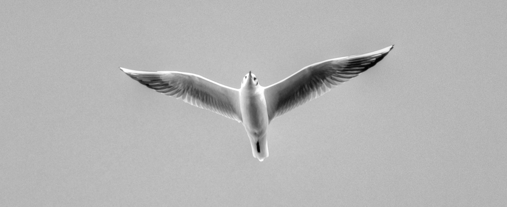 Möve_bw