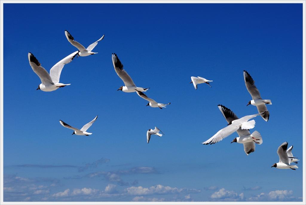 mövennf