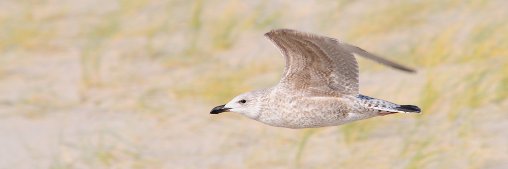 Möwe über der Odde von Hörnum