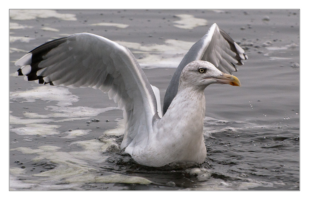 Möwe 1