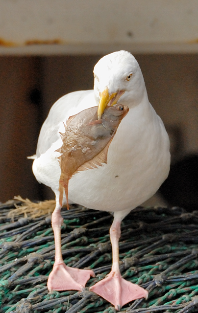 Möwe 1