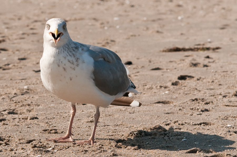möwe 10