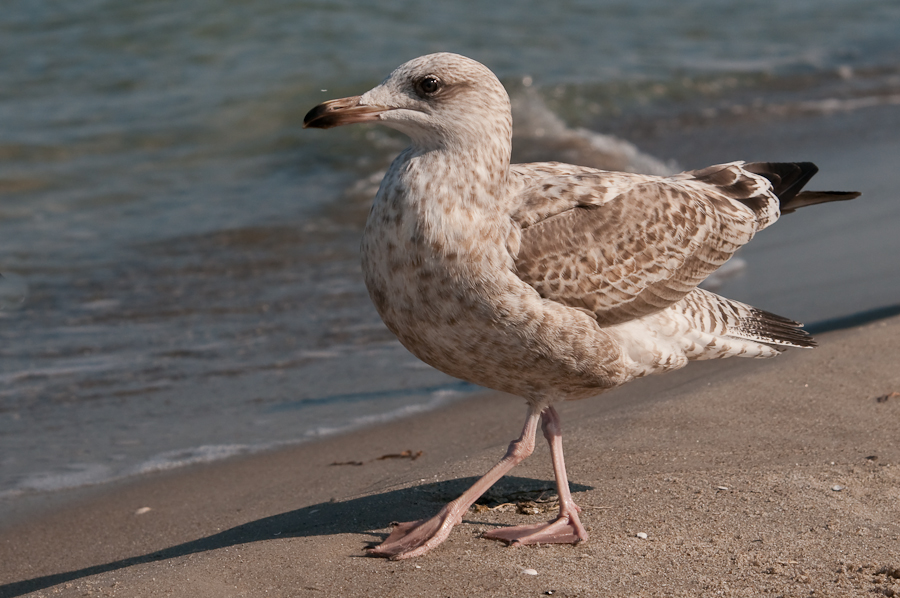 möwe 11