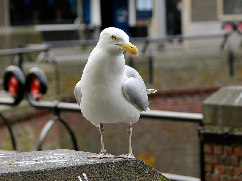 Möwe (18-200 VR)
