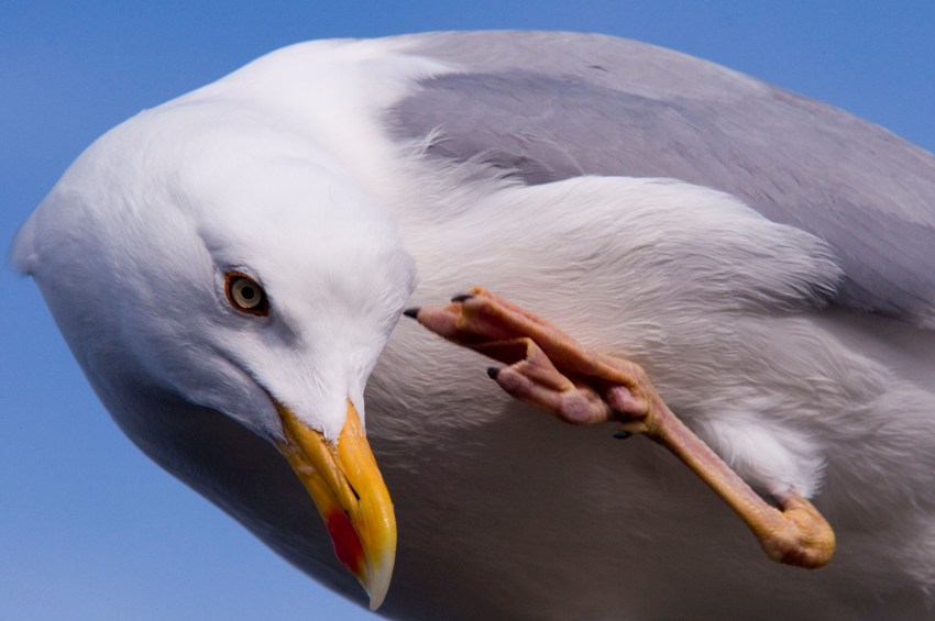 Möwe 1klein