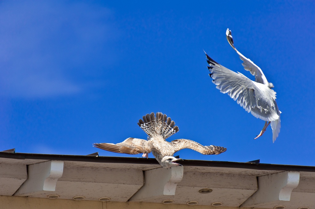 Möwe 2