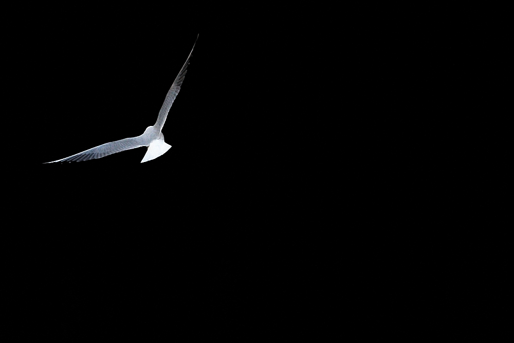 möwe 2