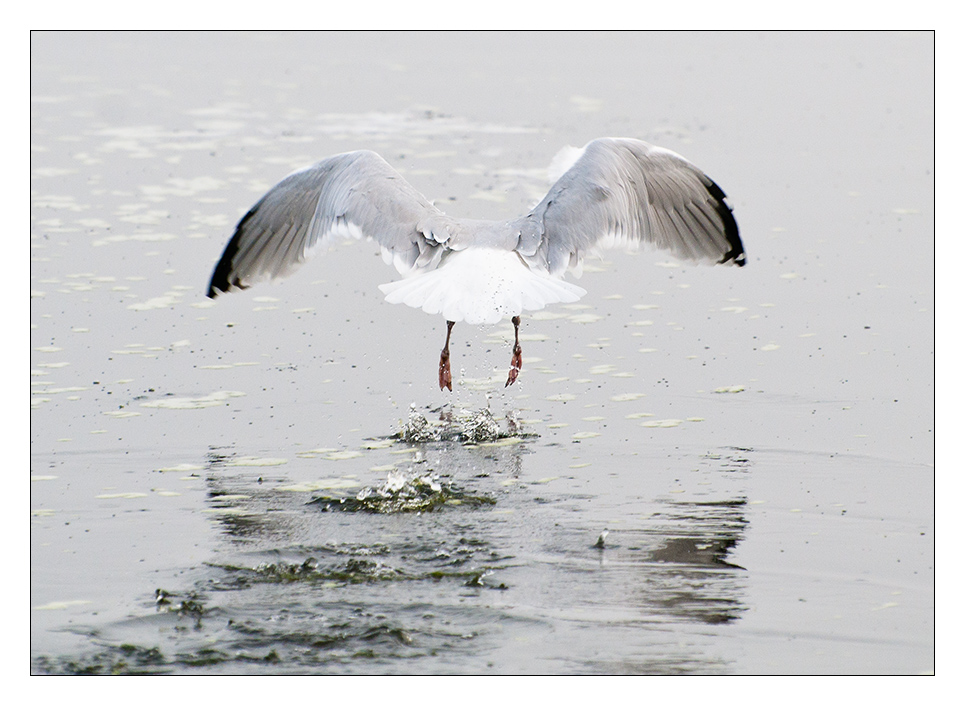 Möwe 2