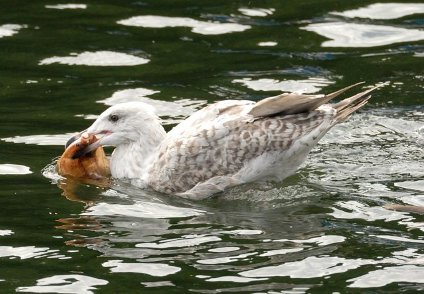 Möwe 2