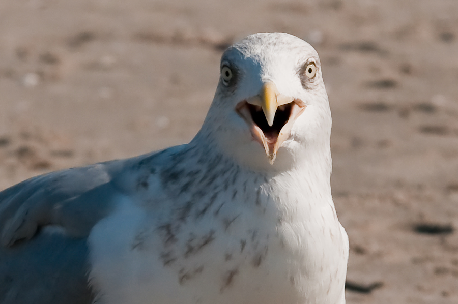 möwe 2369