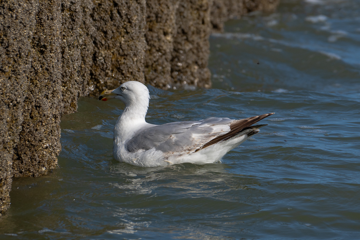 Möwe 3.jpg
