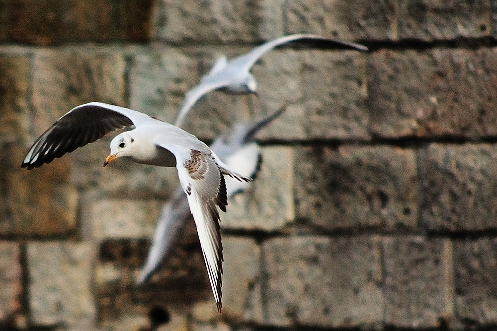 Möwe 3