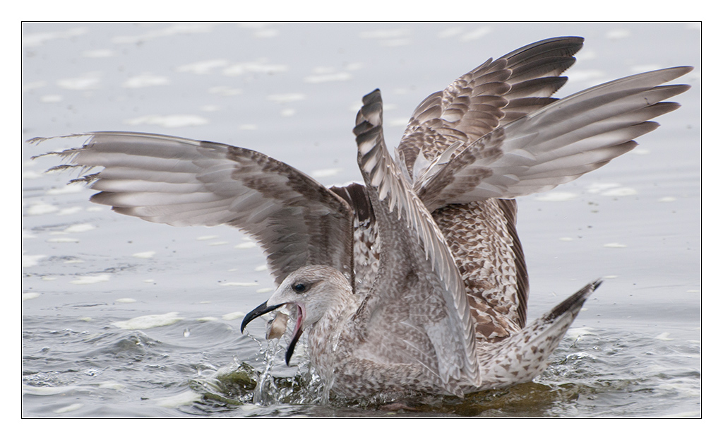 Möwe 3