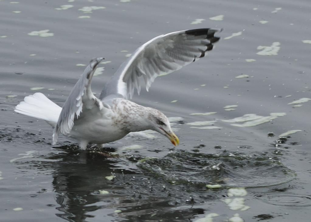Möwe 3