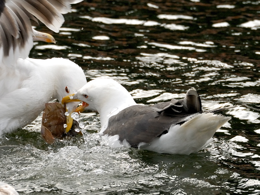 Möwe 3
