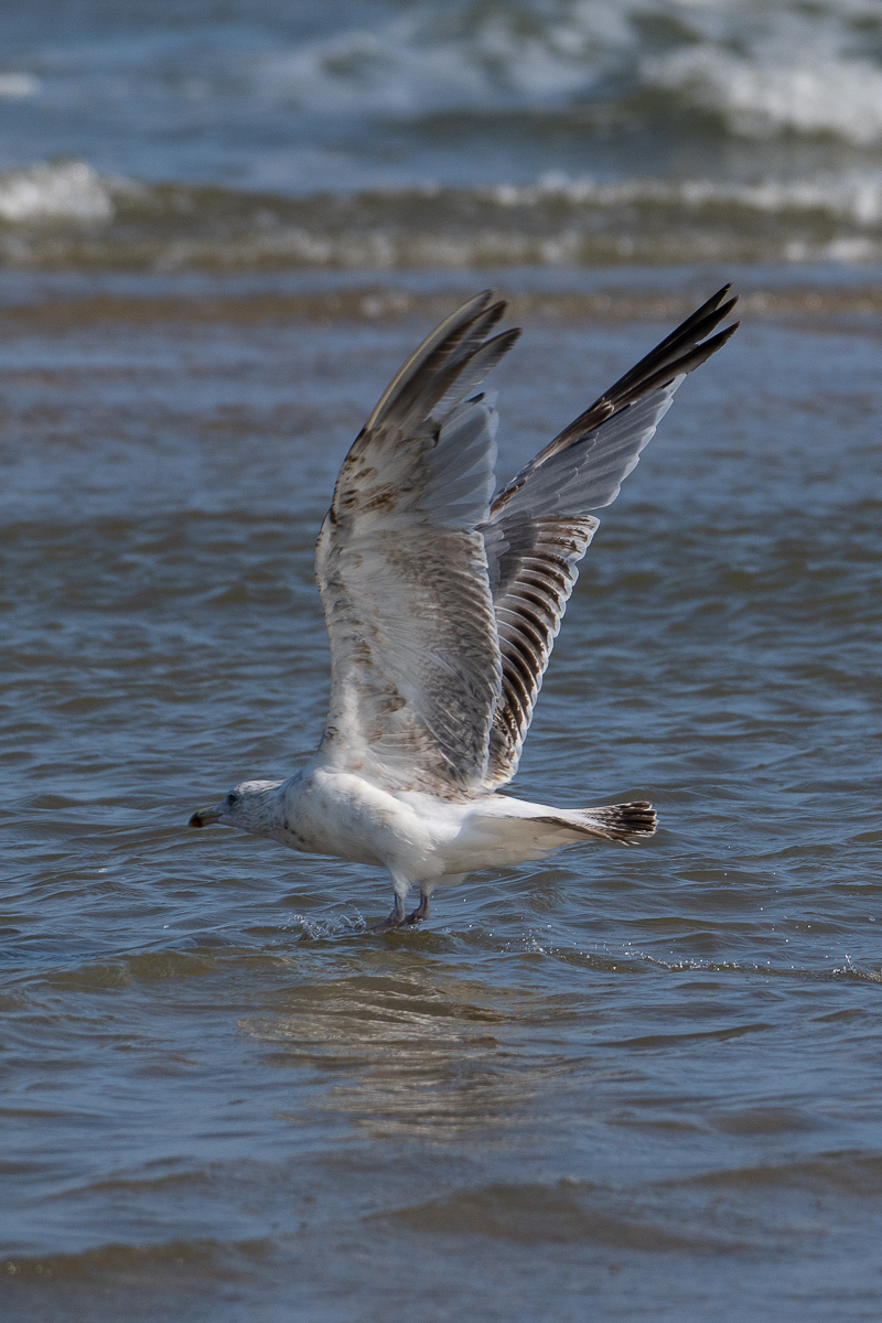 Möwe 4.jpg