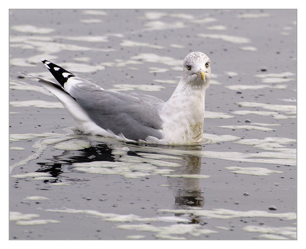 Möwe 4