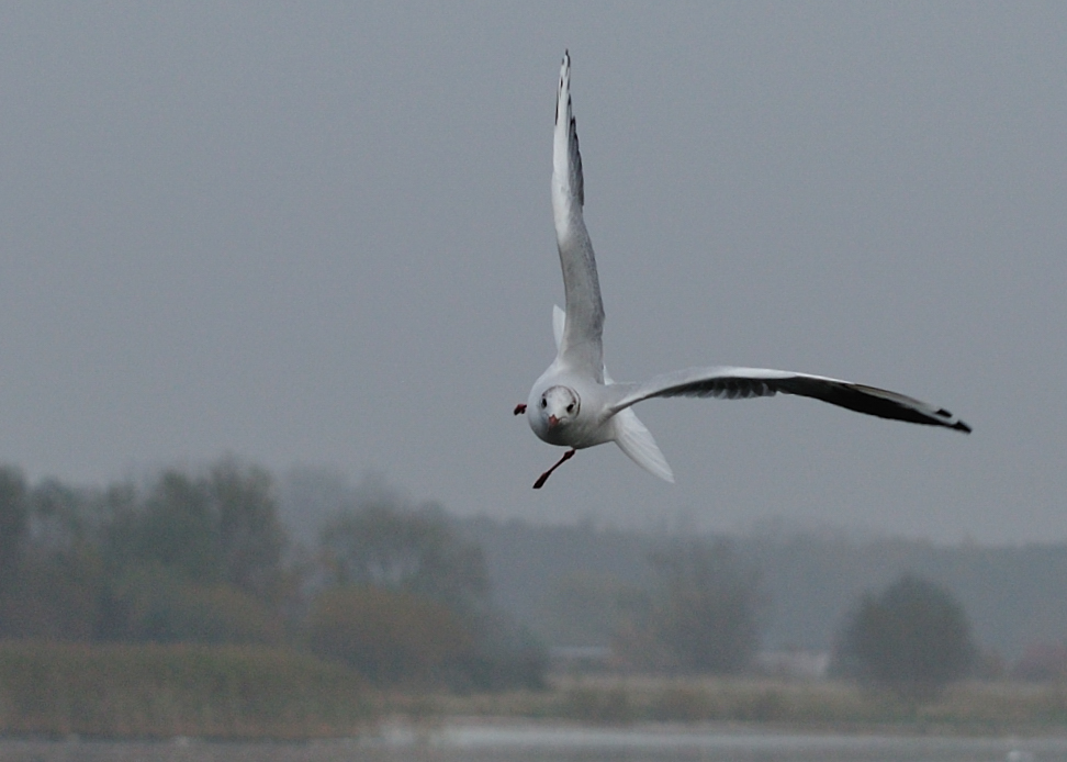 Möwe 4
