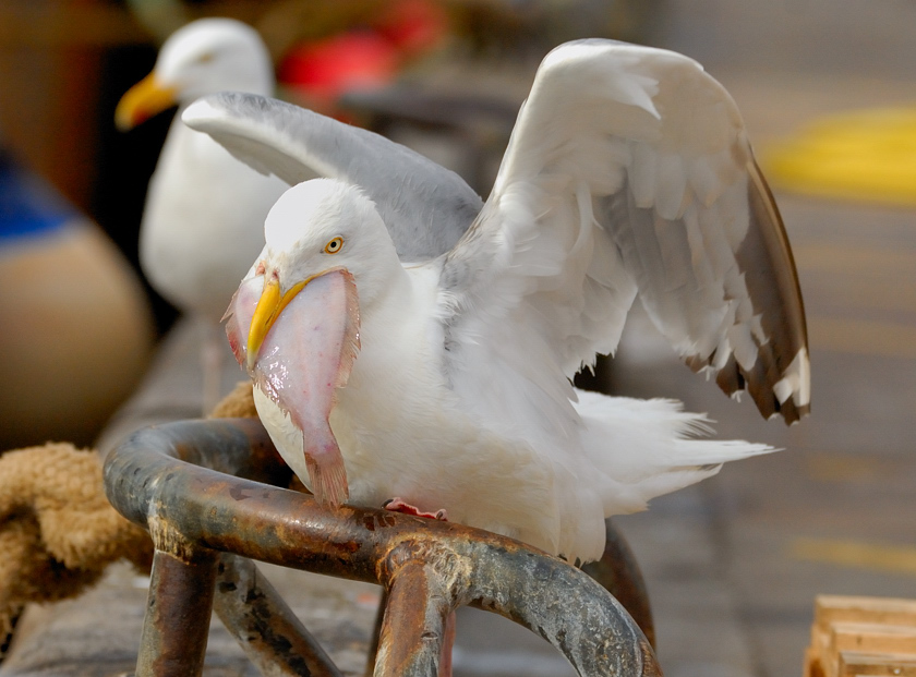 Möwe 4