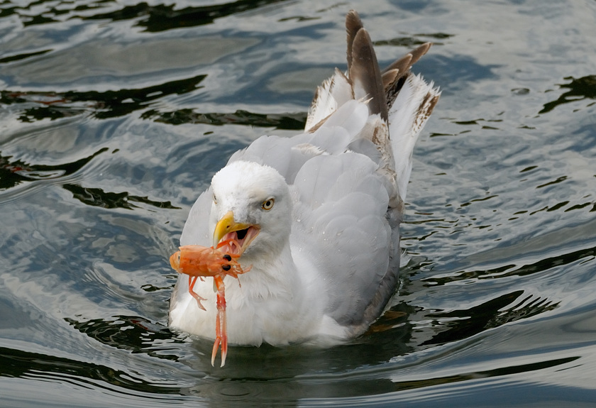 Möwe 5