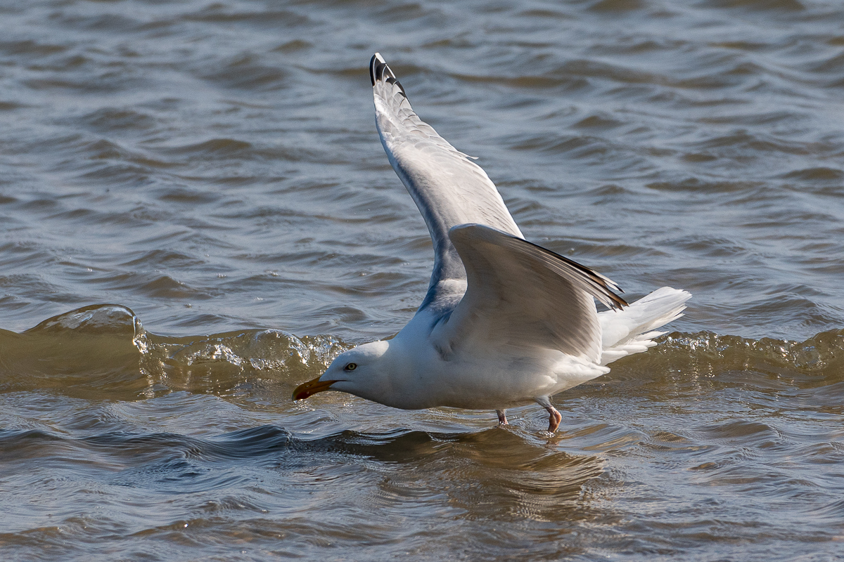Möwe 6.jpg