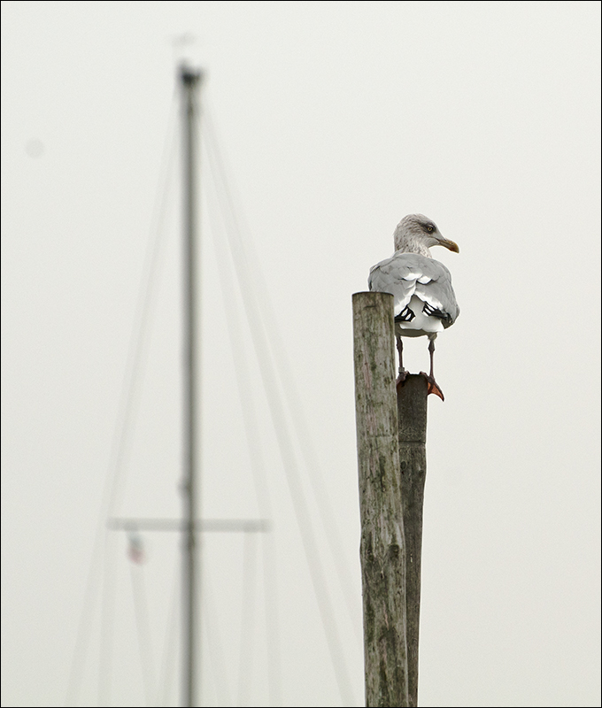 Möwe 6
