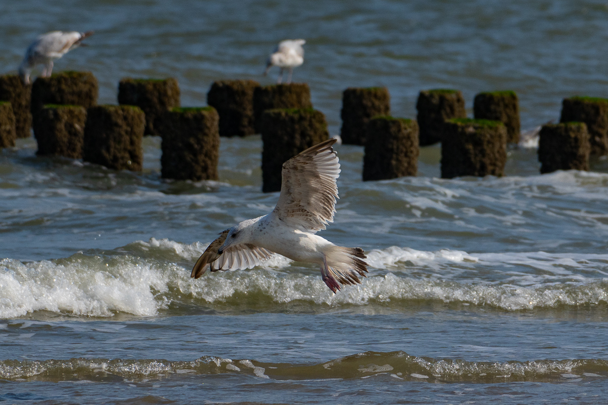 Möwe 7.jpg
