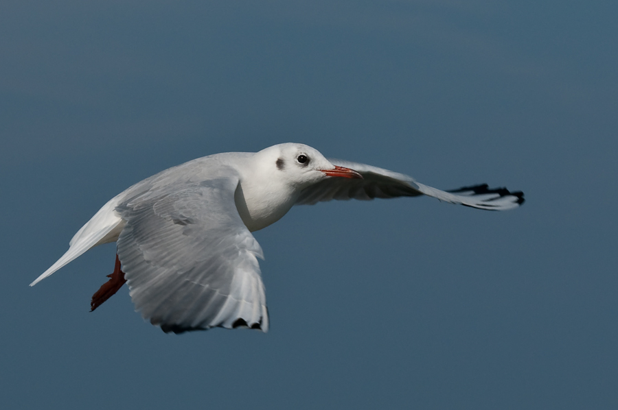 möwe 7