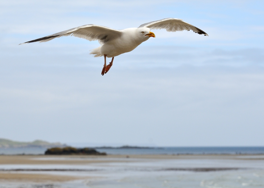Möwe am Strand von Marazion