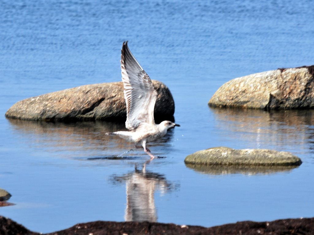 Möwe an der Ostsee im Baltikum