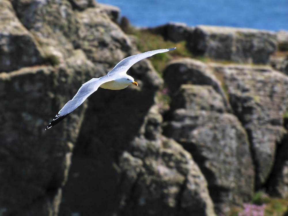 Möwe an Lands End