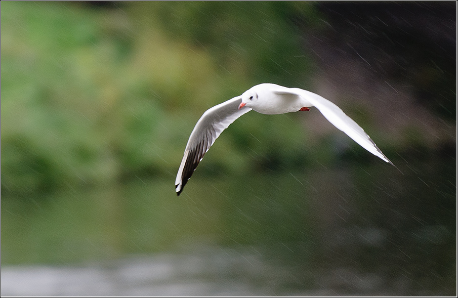 Möwe bei Sauwetter
