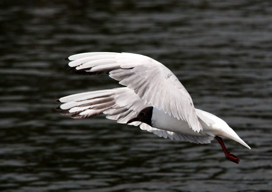 Möwe beim Start