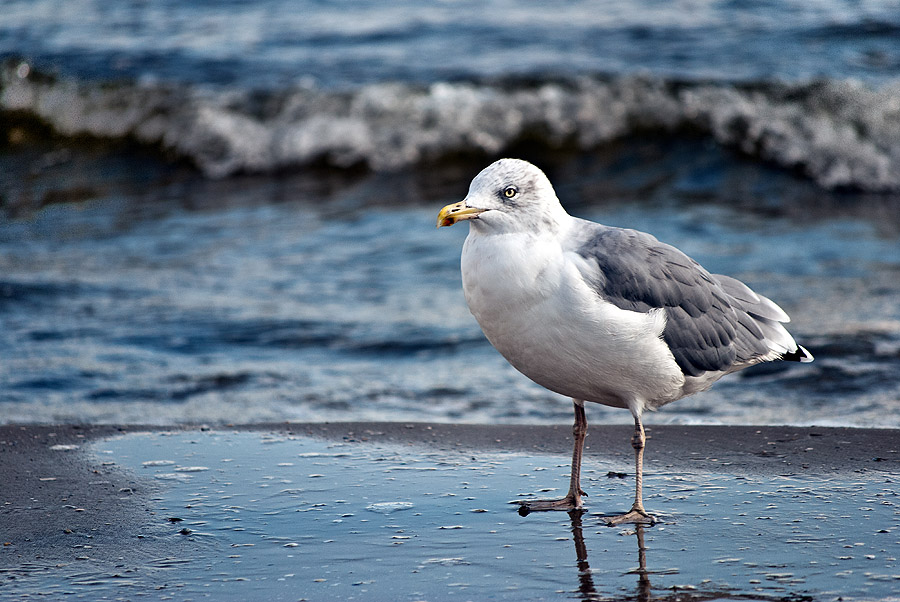 Möwe die am Strand rumsteht