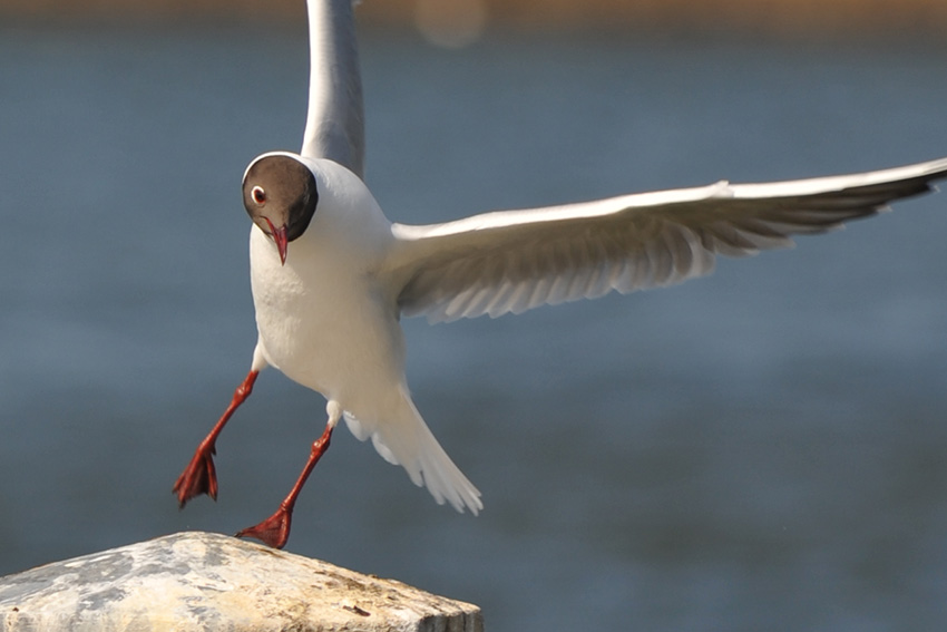 Möwe DSC 2913 crop100 ungeschärft