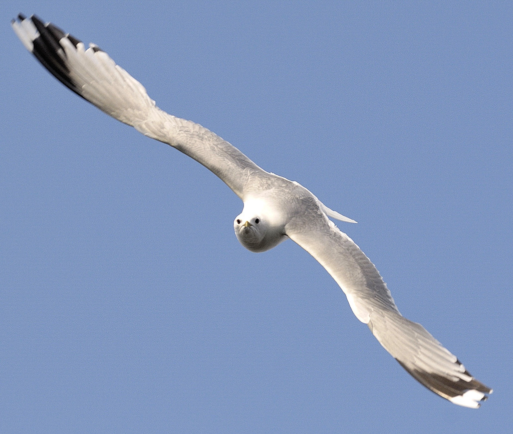 möwe emden