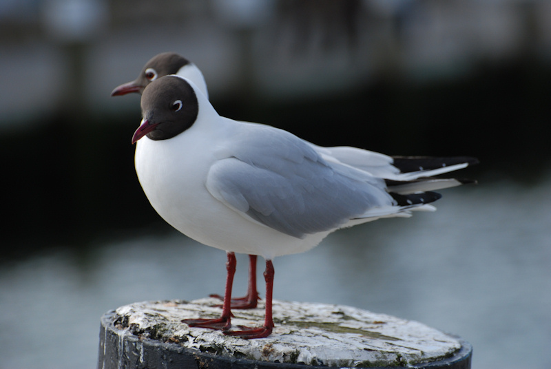 Möwe im Doppelpack
