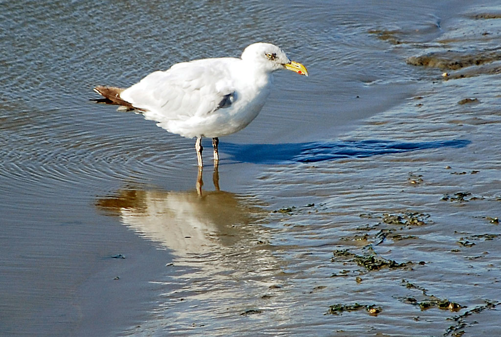 Möwe im Watt bei Neuharlingersiel (D40X, 200mm, Crop) DSC 0807 A