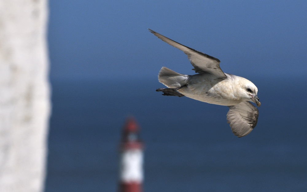 Möwe in den Kreidefelsen am "Beachy Head" bei Eastbourne