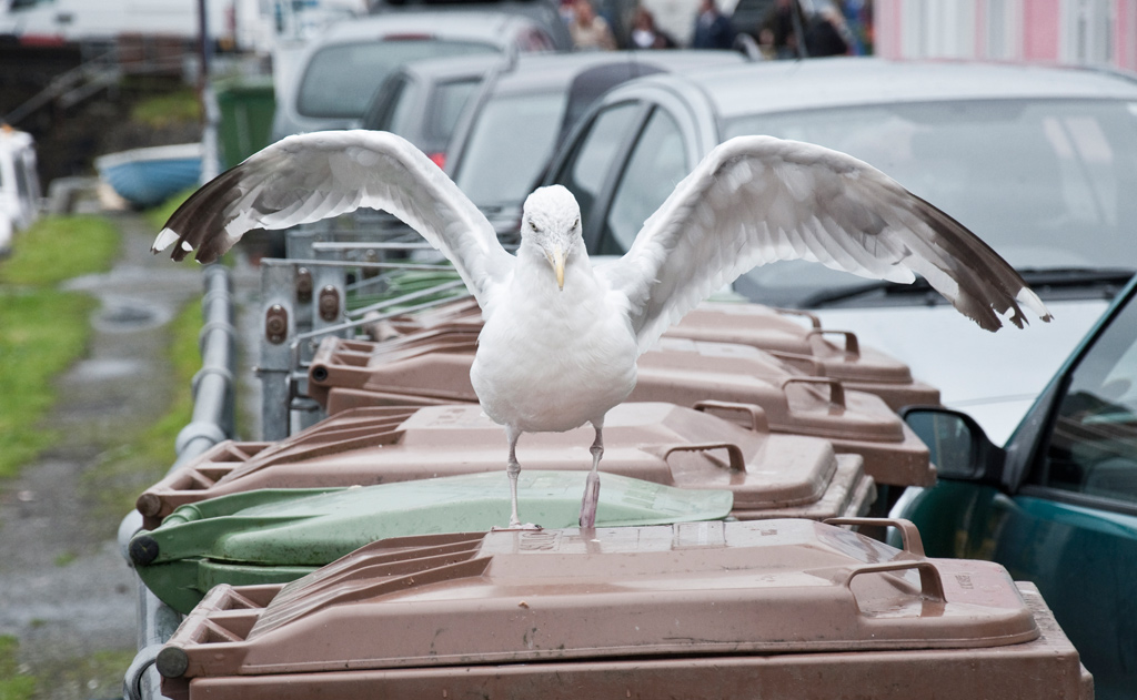 Möwe in Portree