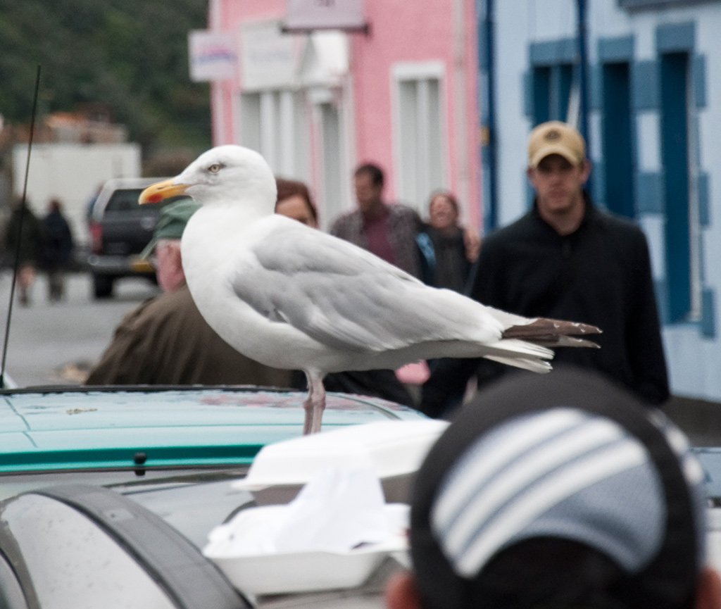 Möwe in Portree