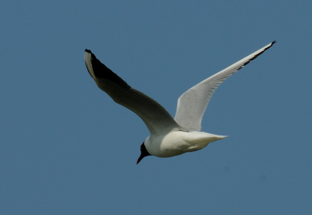 möwe JKK 7437