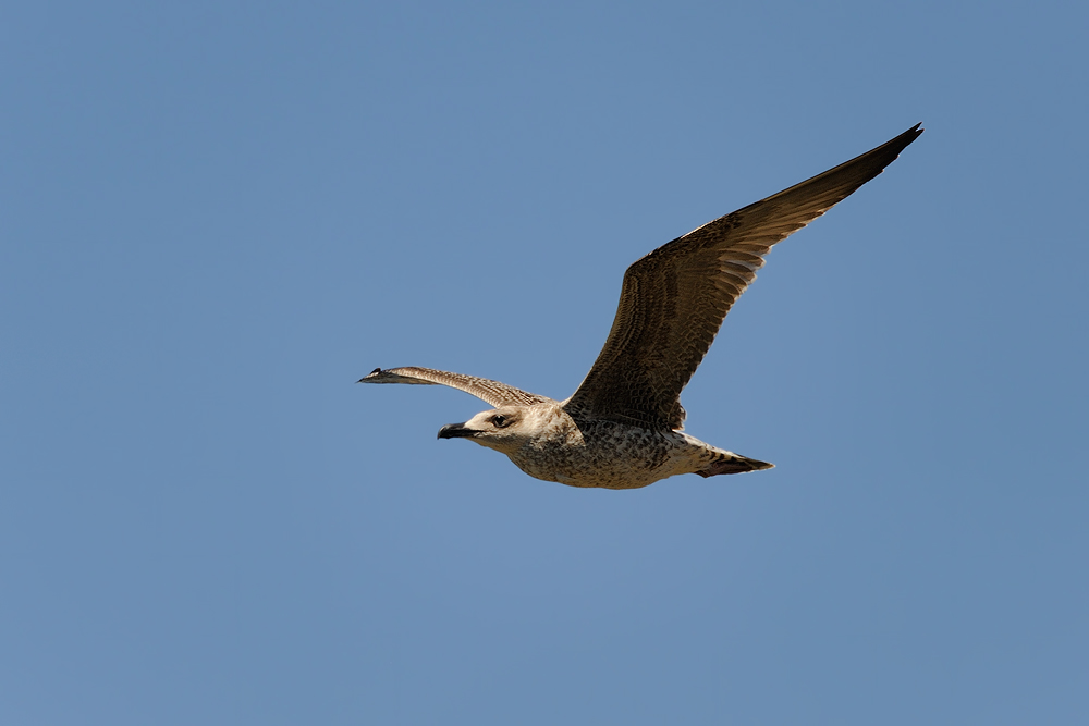 Möwe
Sardinien