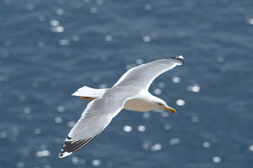 Möwe - Sardinien