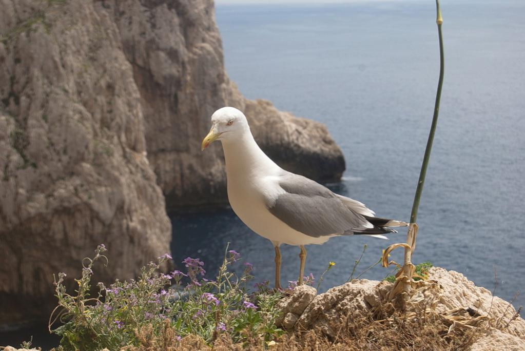 Möwe  - Sardinien