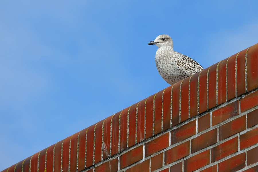 Möwe (Sylt)