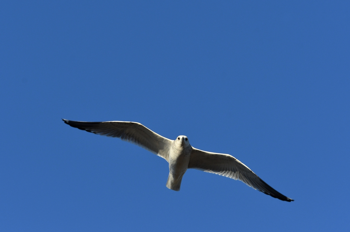 Möwe VI.jpg