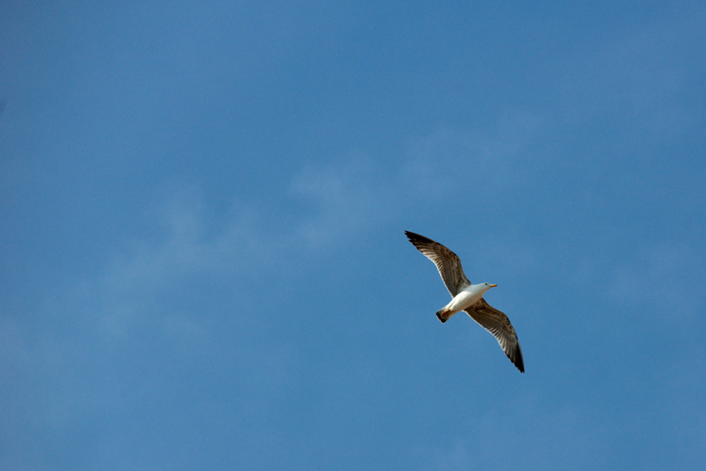 Möwe (von unten)