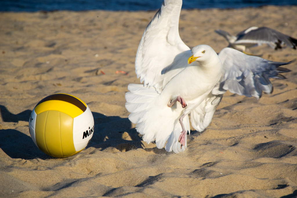 Möwe vs. Ball